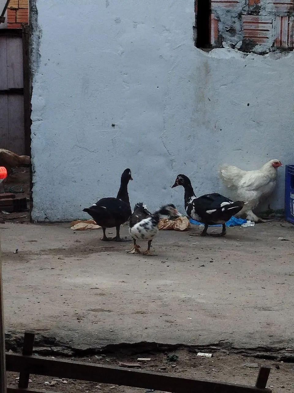 Vendo patos - Foto 3