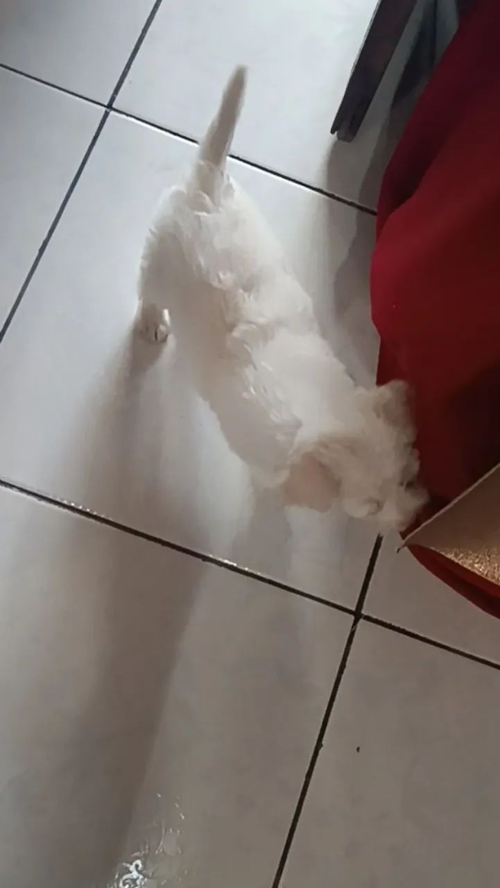 Poodle Macho - Foto 2