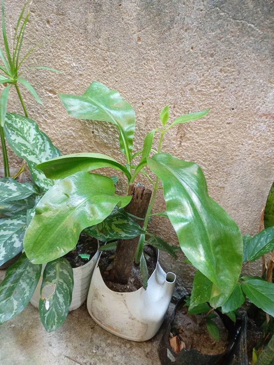 Planta Orquídea  - Foto 2