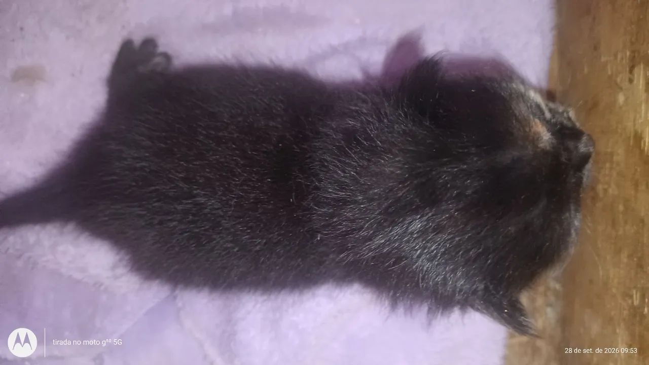 Gatos persa com angorá..... - Foto 3
