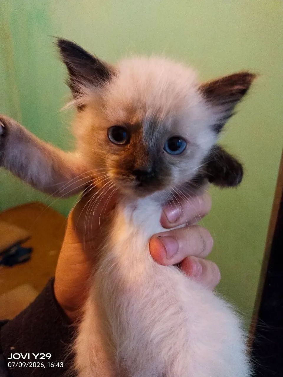 Gato doação  - Foto 3
