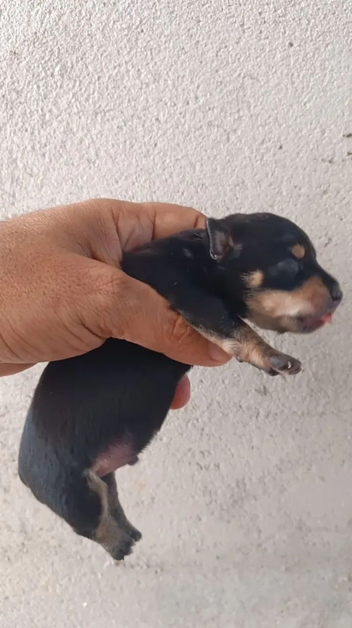 Pinscher miniatura - Foto 4