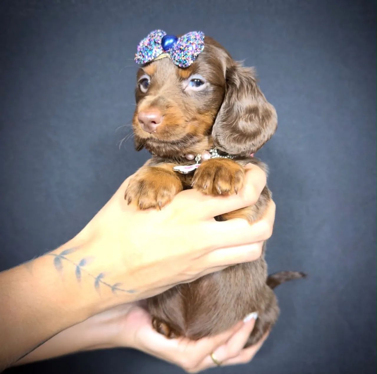 dachshund pelo longo  - Foto 3