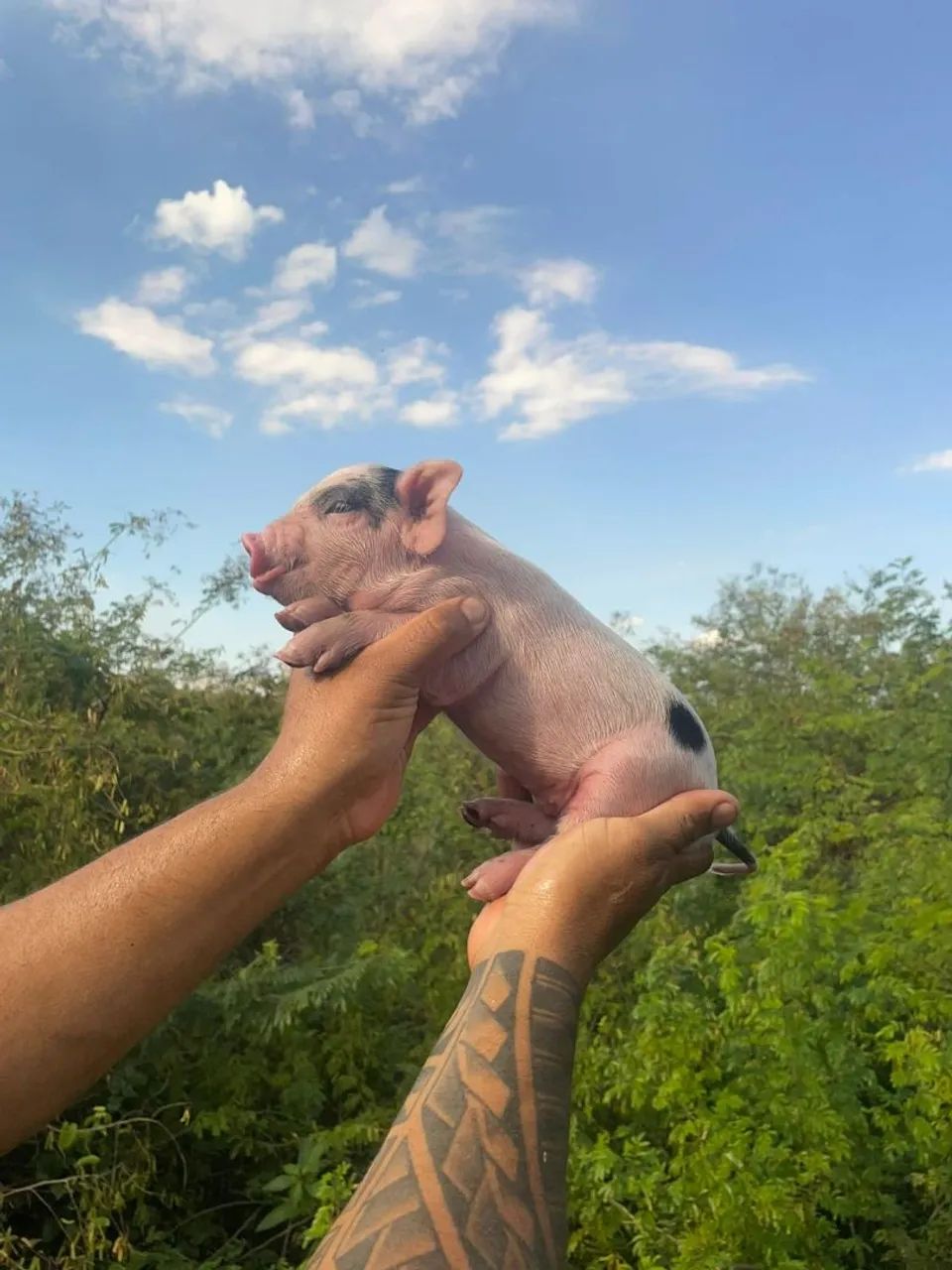 Mini pig  - Foto 6