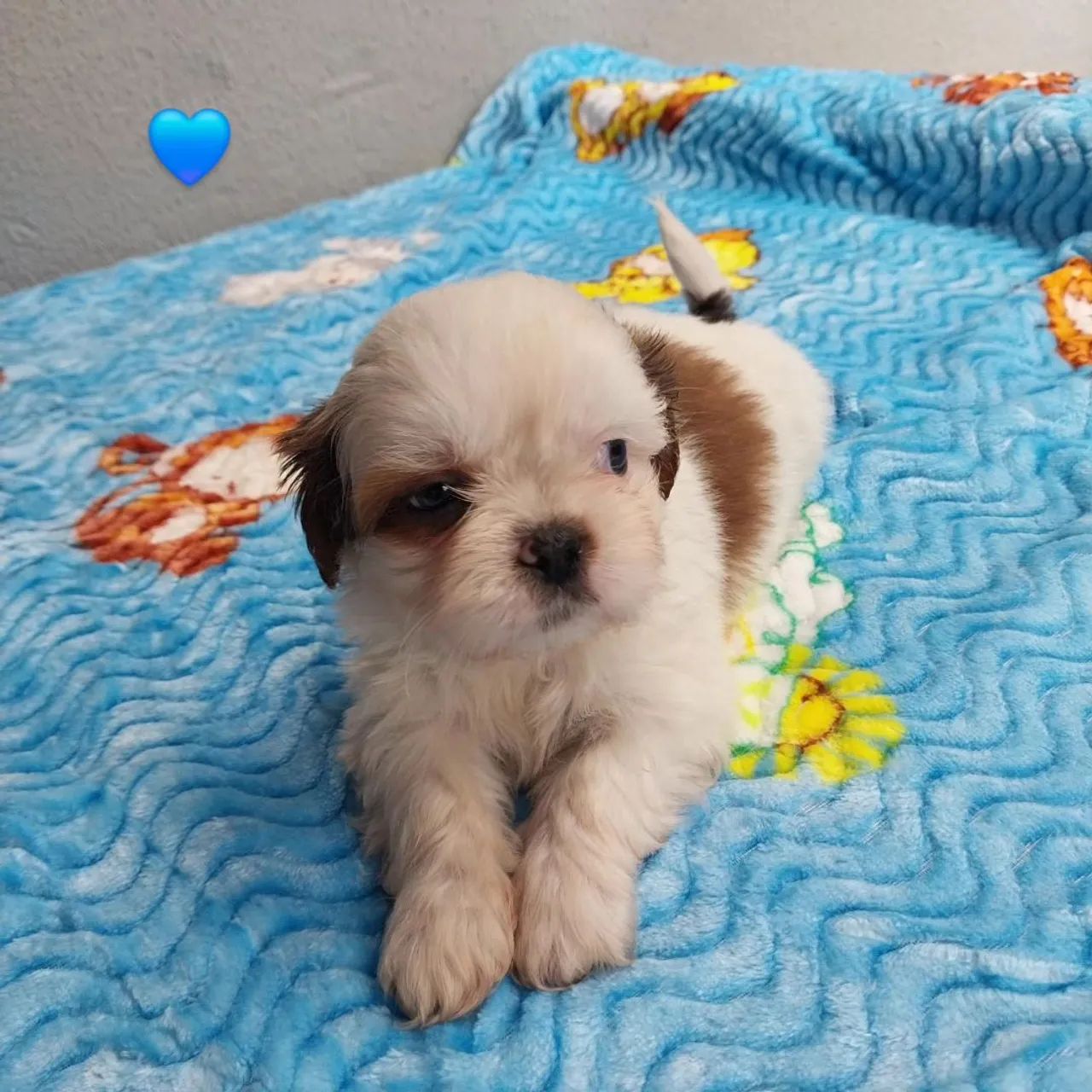 Shih-tzu Macho  - Foto 2