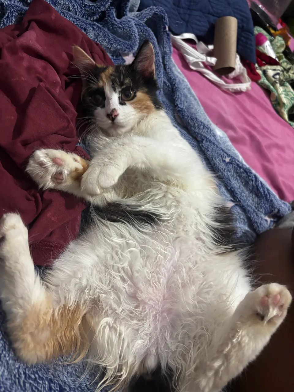 Gatos  - Foto 4