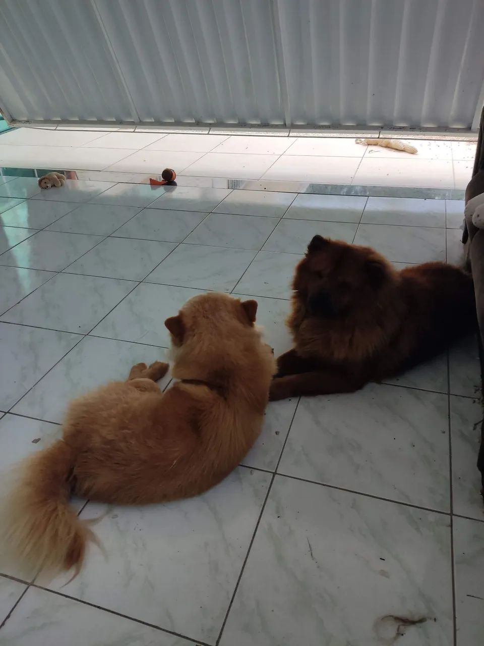 Adoção responsável  - Foto 2