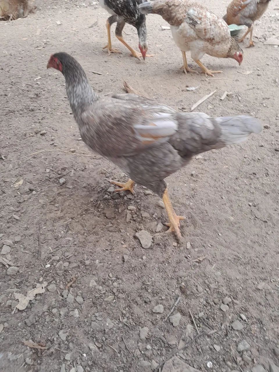 Frango e frangas caipira  - Foto 3