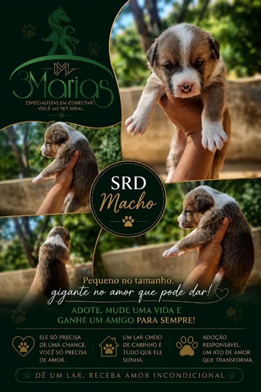 Lindos bbs SRD. - Foto 4