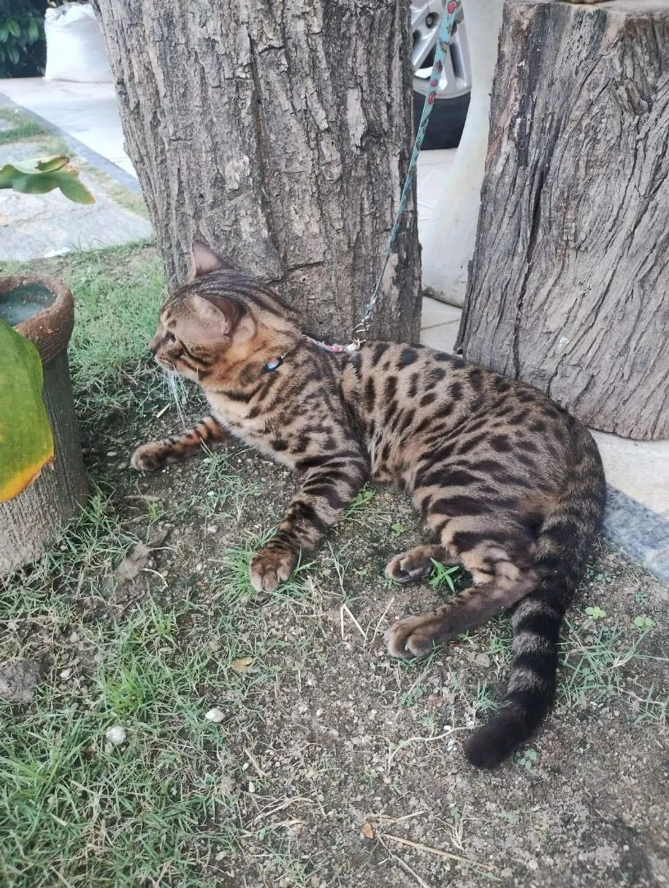 Bengal com pedigree  - Foto 5