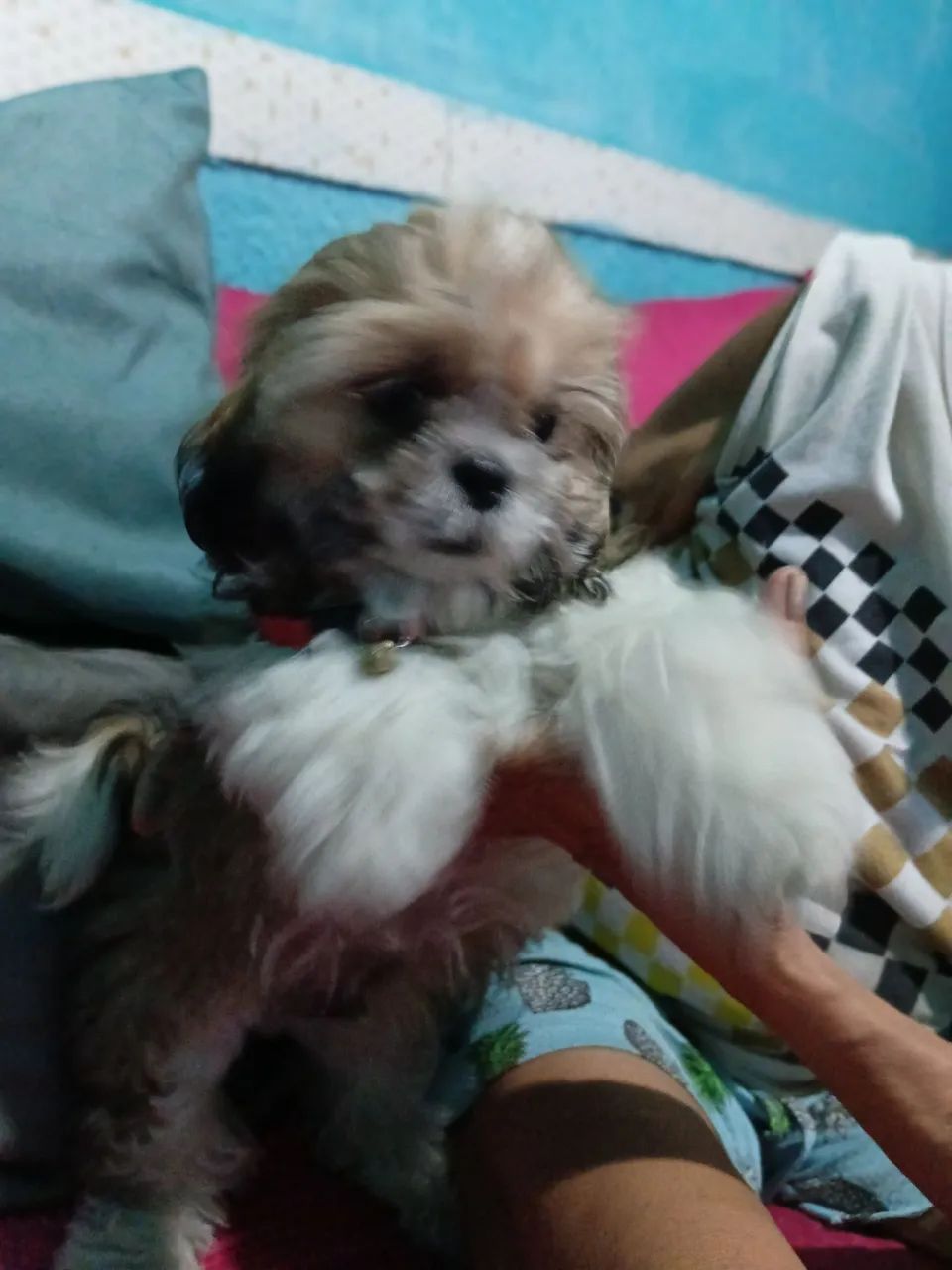 Shih tzu macho - Foto 4