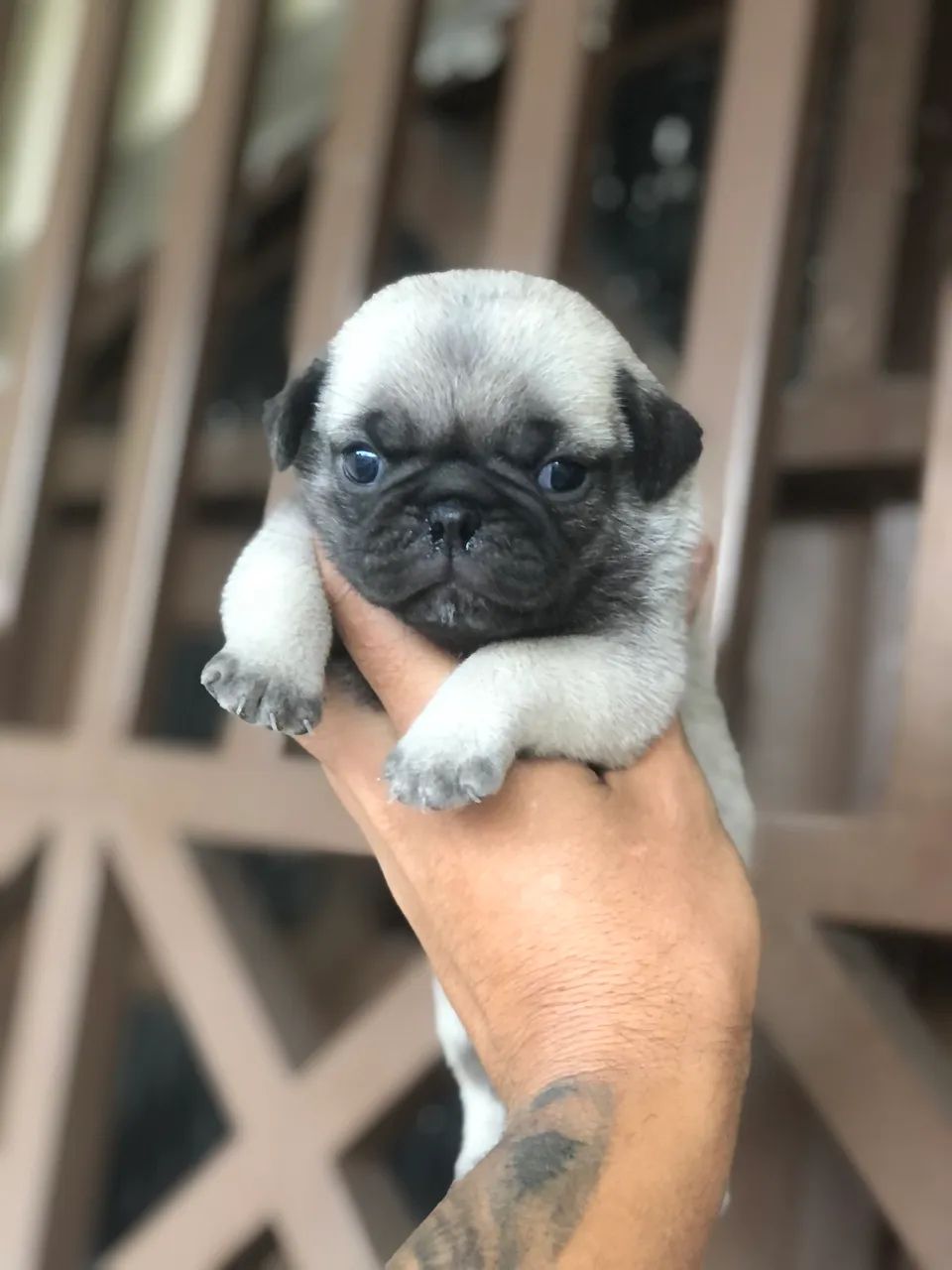 Pug FÊMEA 