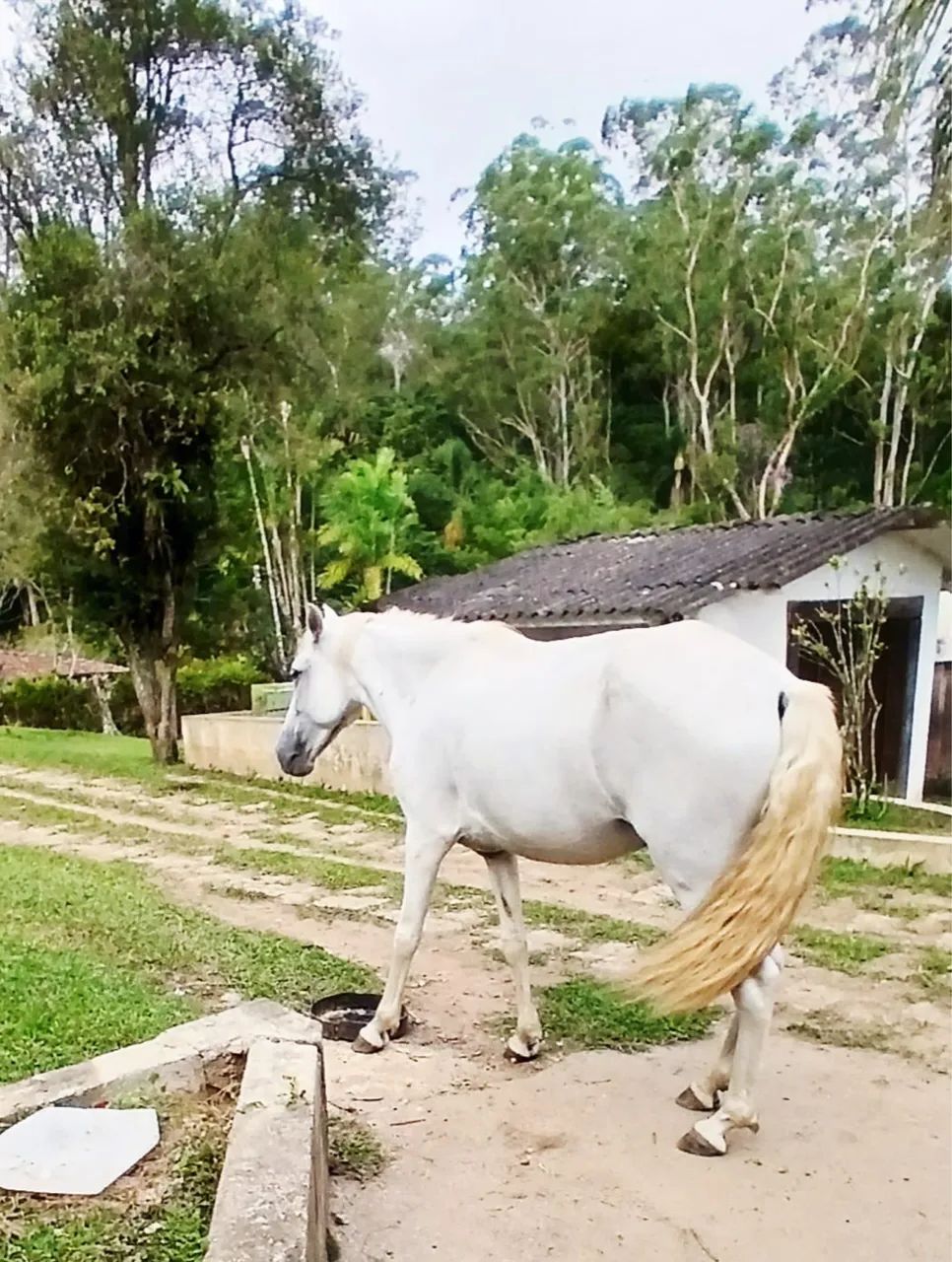 vende se égua  - Foto 2
