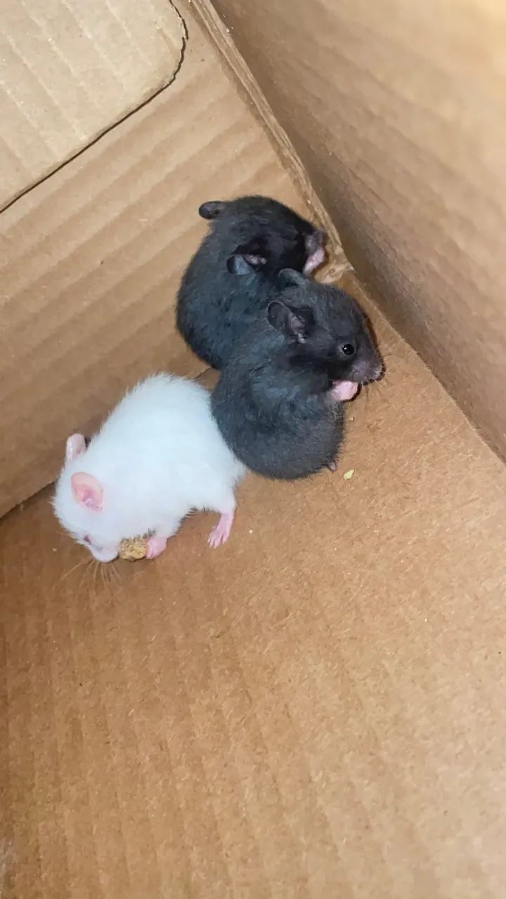 Hamster  - Foto 5
