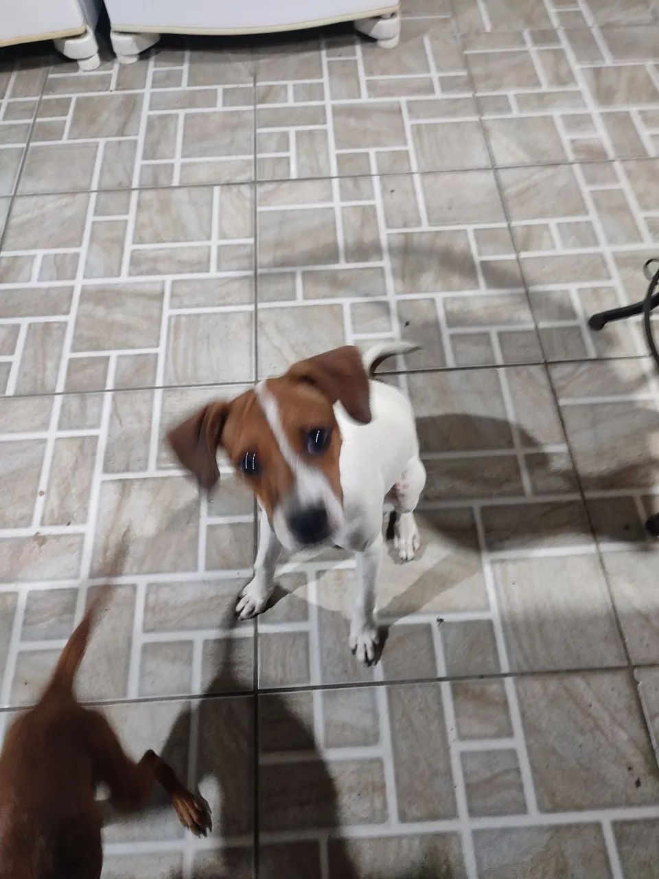 Doa- se 02 filhotes de Pincher com Fox paulistinha . - Foto 2