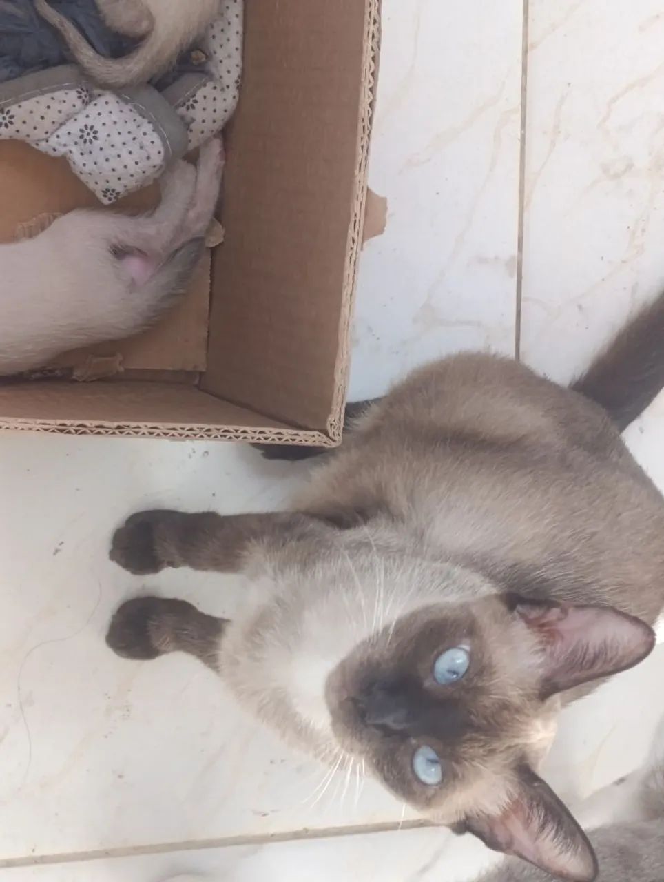 Doação de gatinhos  - Foto 4