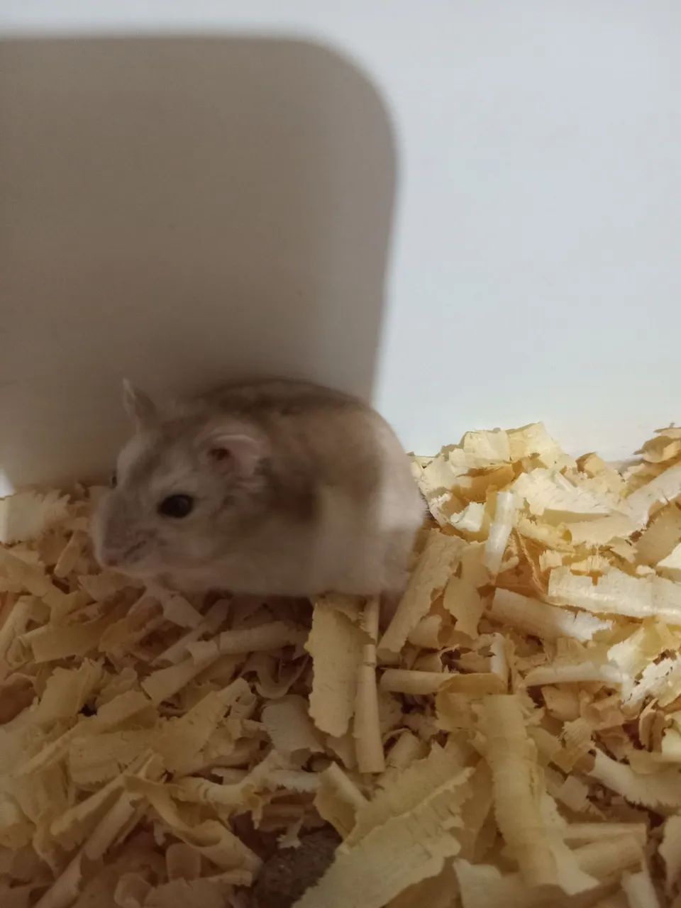 Hamster Anão Russo  - Foto 4