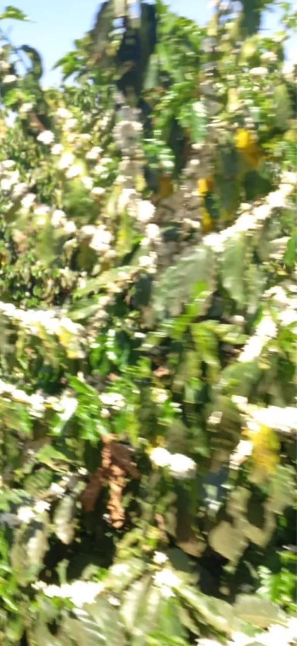 Fazenda de café a venda próximo a coromadel 