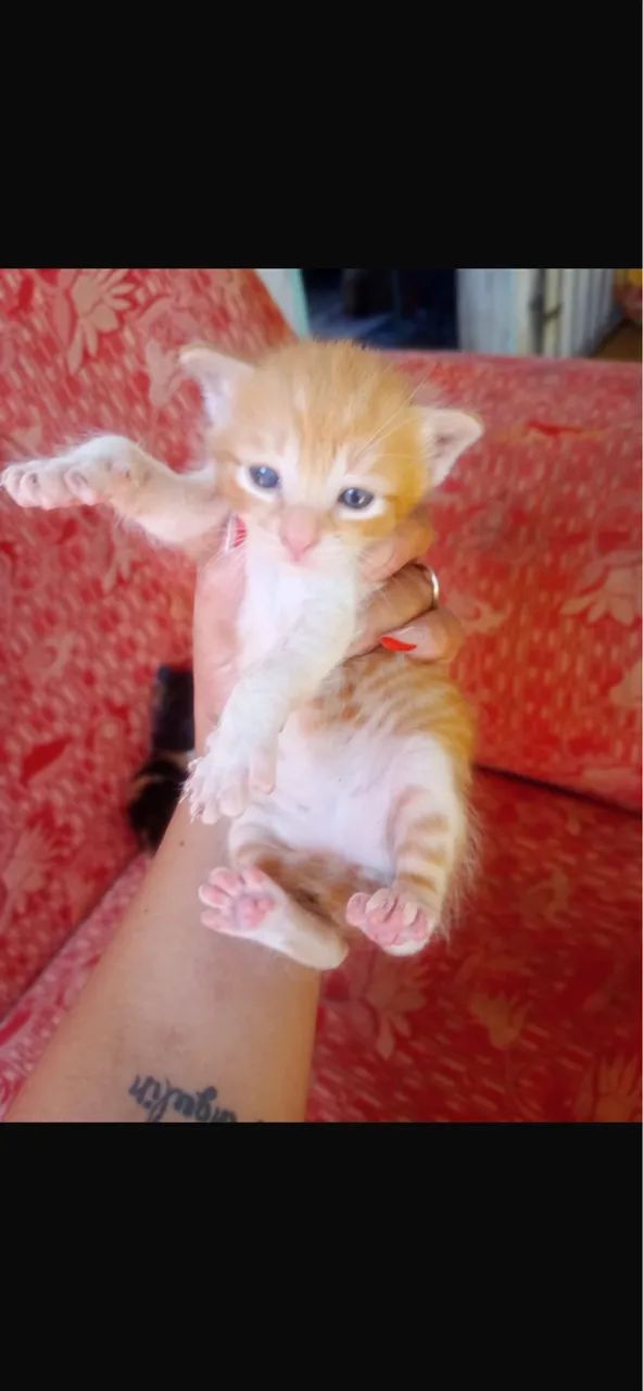 Doação de gatinho  - Foto 3