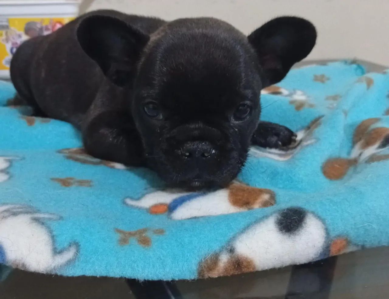 Buldogue francês  - Foto 3
