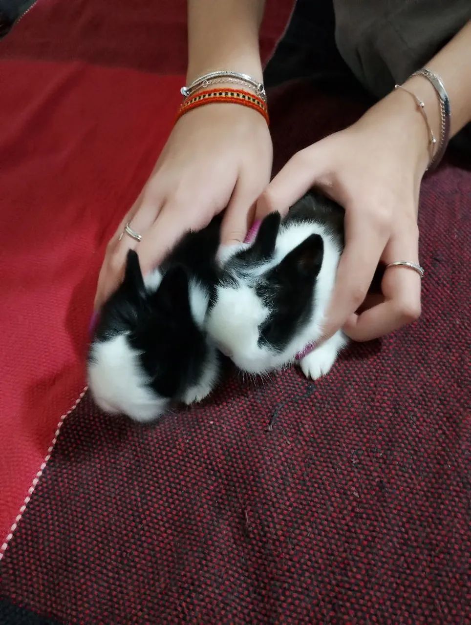 Casal de filhotes de coelhos mini Lions. - Foto 3