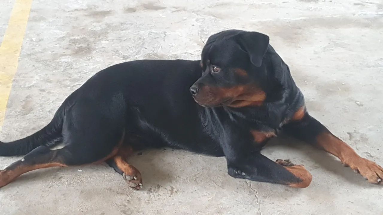 Rottweiler - Cachorros - Santo Aleixo, Jaboatão dos Guararapes ...