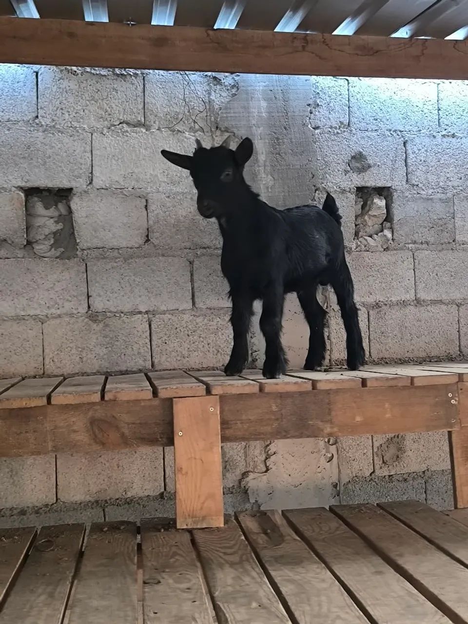 Mini cabra - Foto 2
