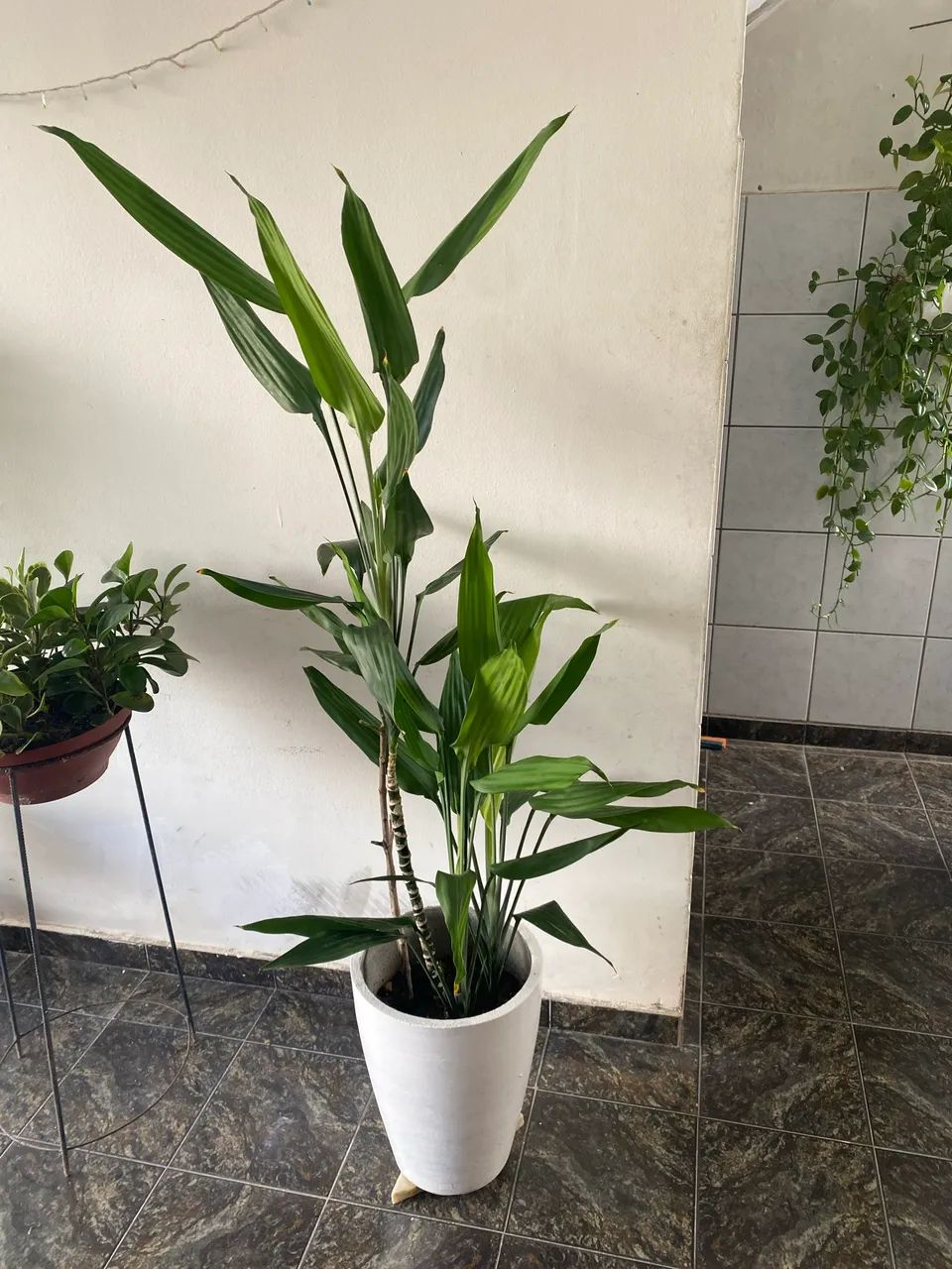 Planta Bambu da Sorte - Foto 3