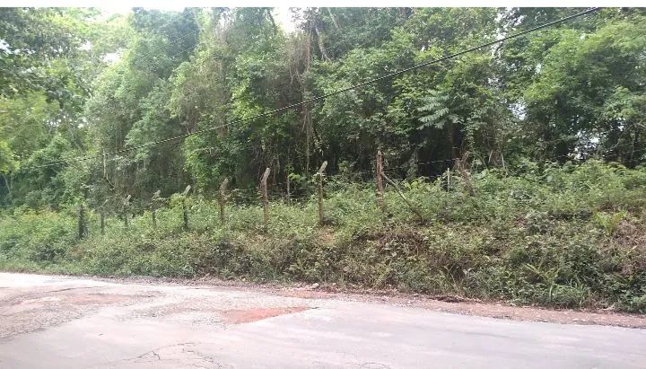 Foto - Ibiúna - Piratuba (Paruru)