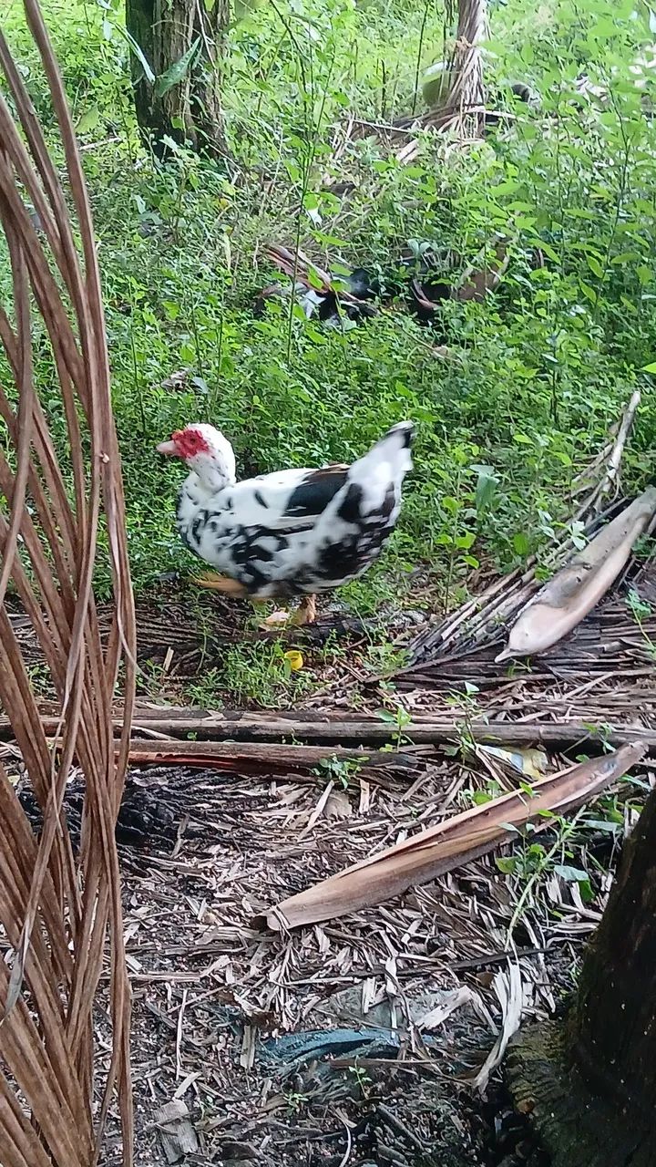 Vende-se patos adultos