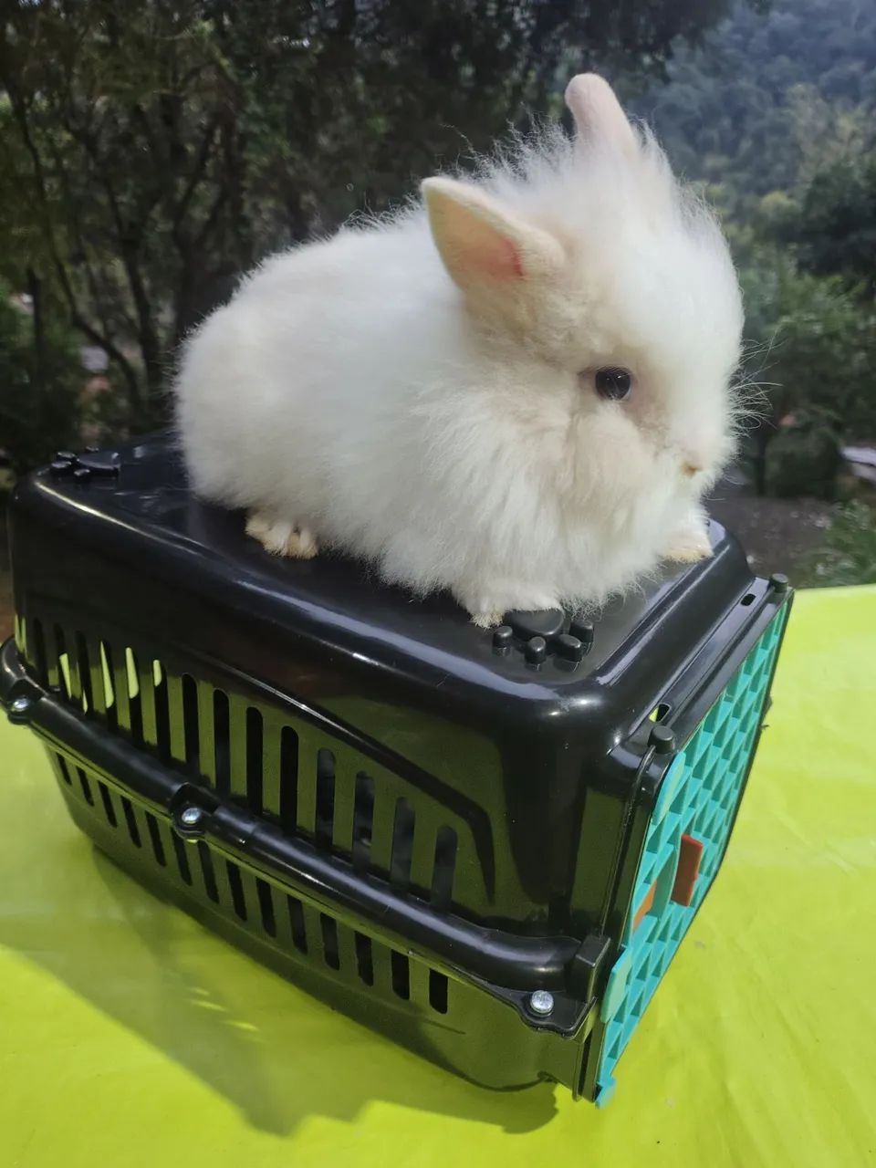 Coelhos  - Foto 3