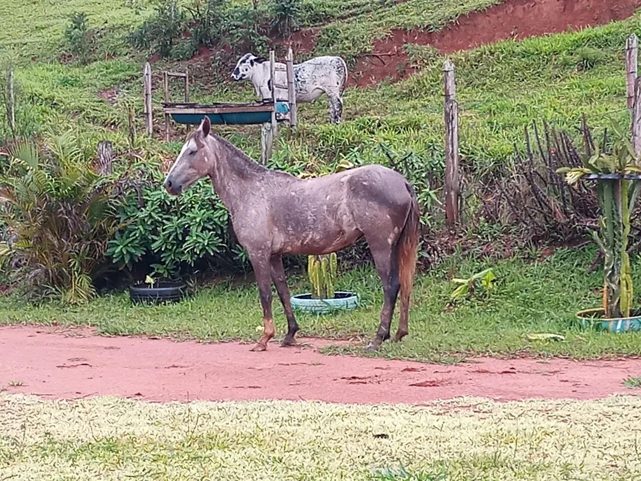Potra - Foto 3