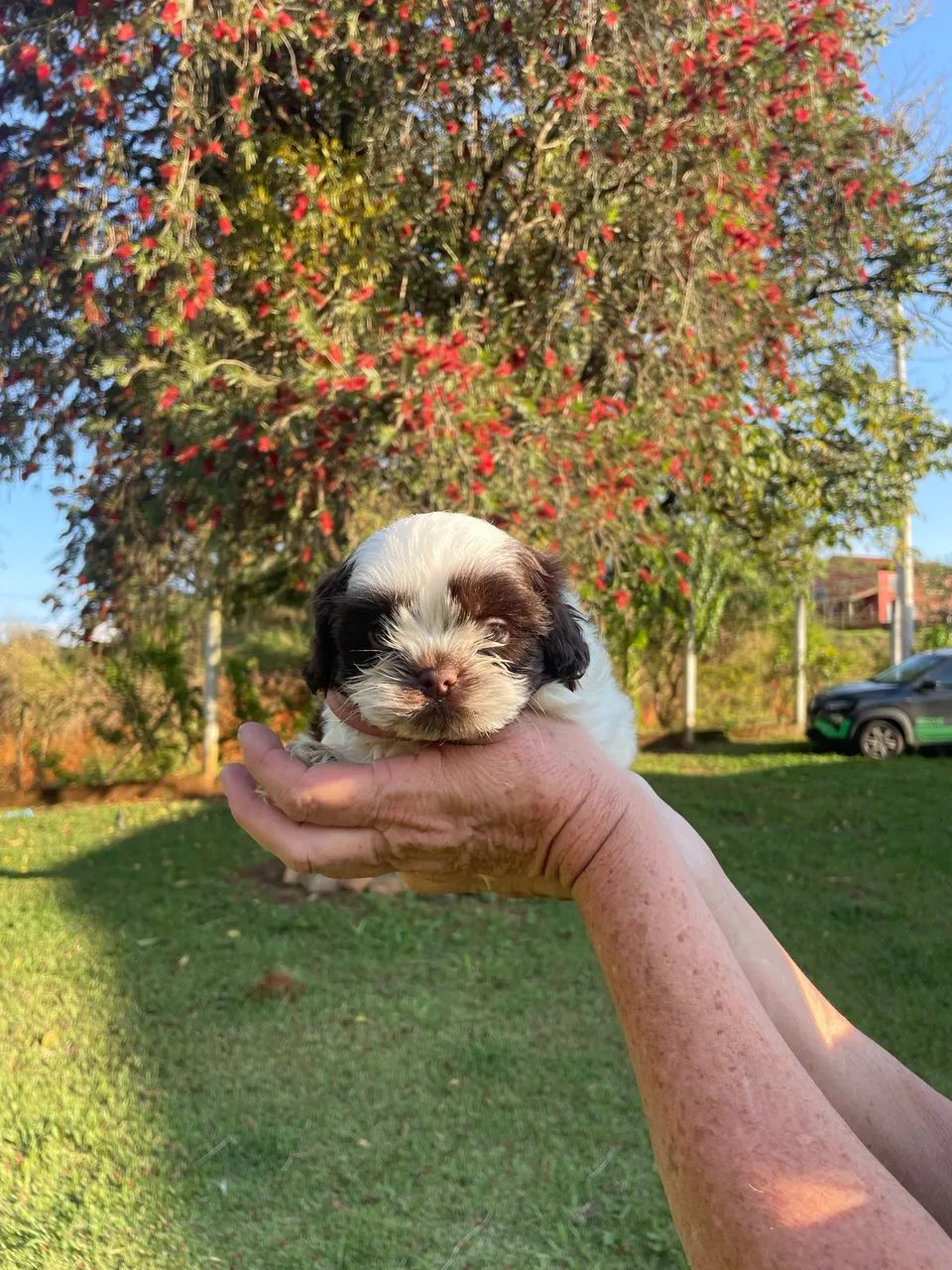 Shih-tzu macho branco e chocolate  - Foto 5