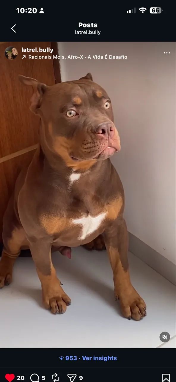 American Bully Cobertura