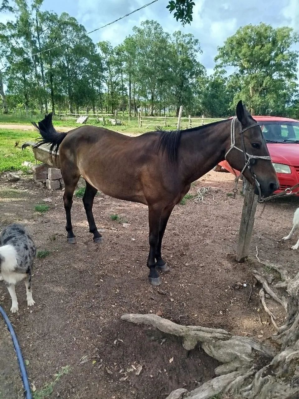 Cavalo domado manso whats * - Foto 2