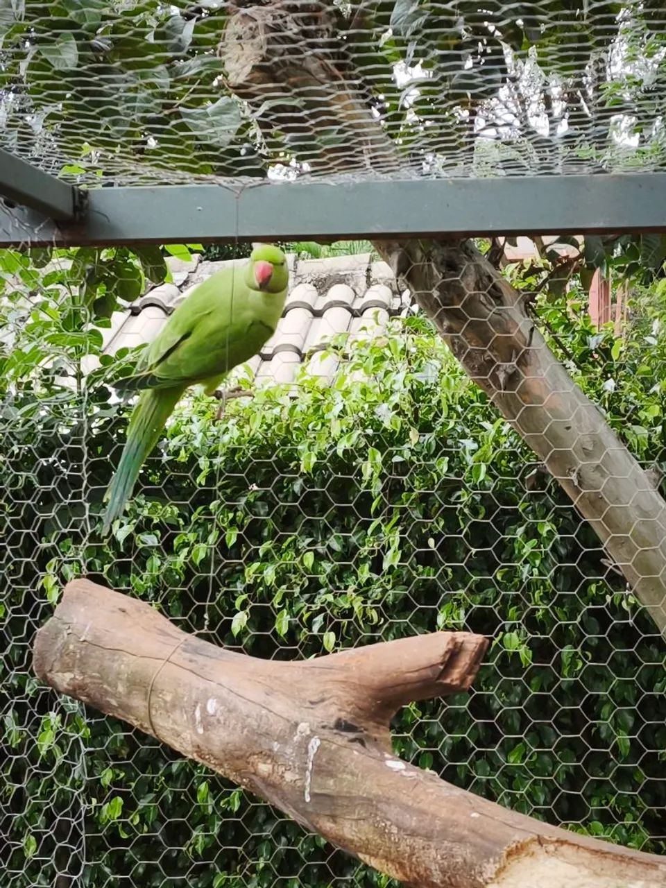 Gaiola 
