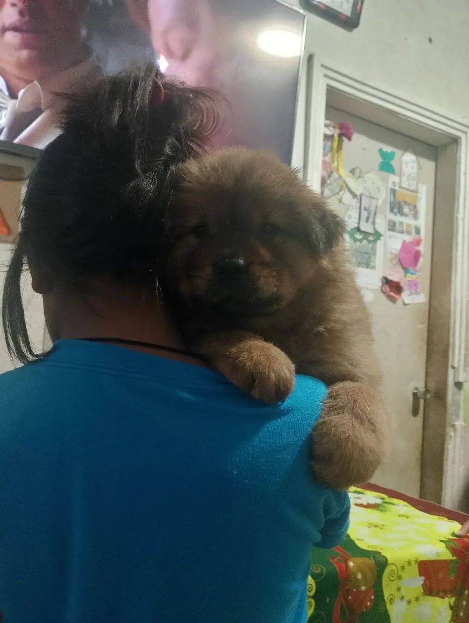 Chow Chow ? - Foto 3