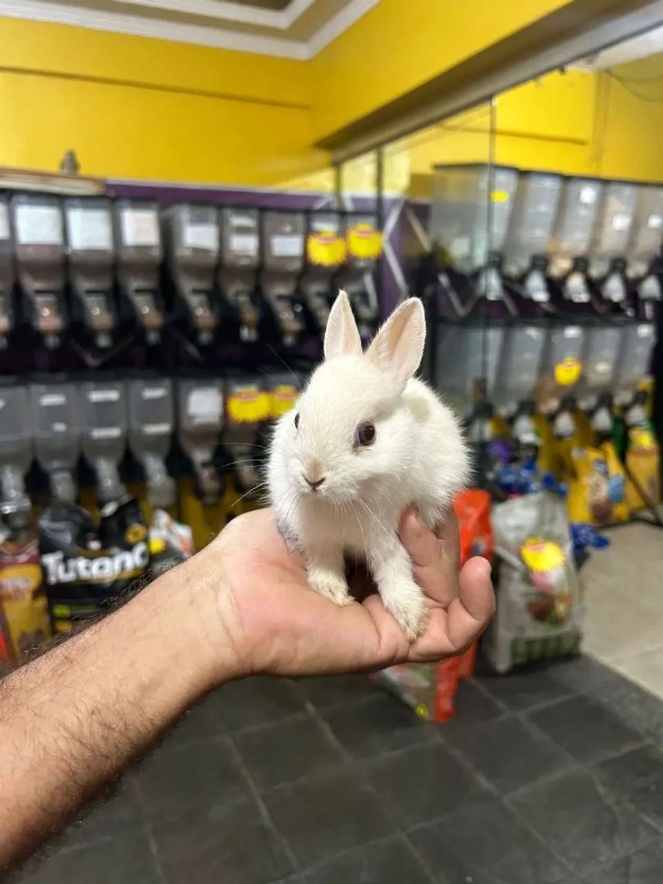 Mini coelho  - Foto 5