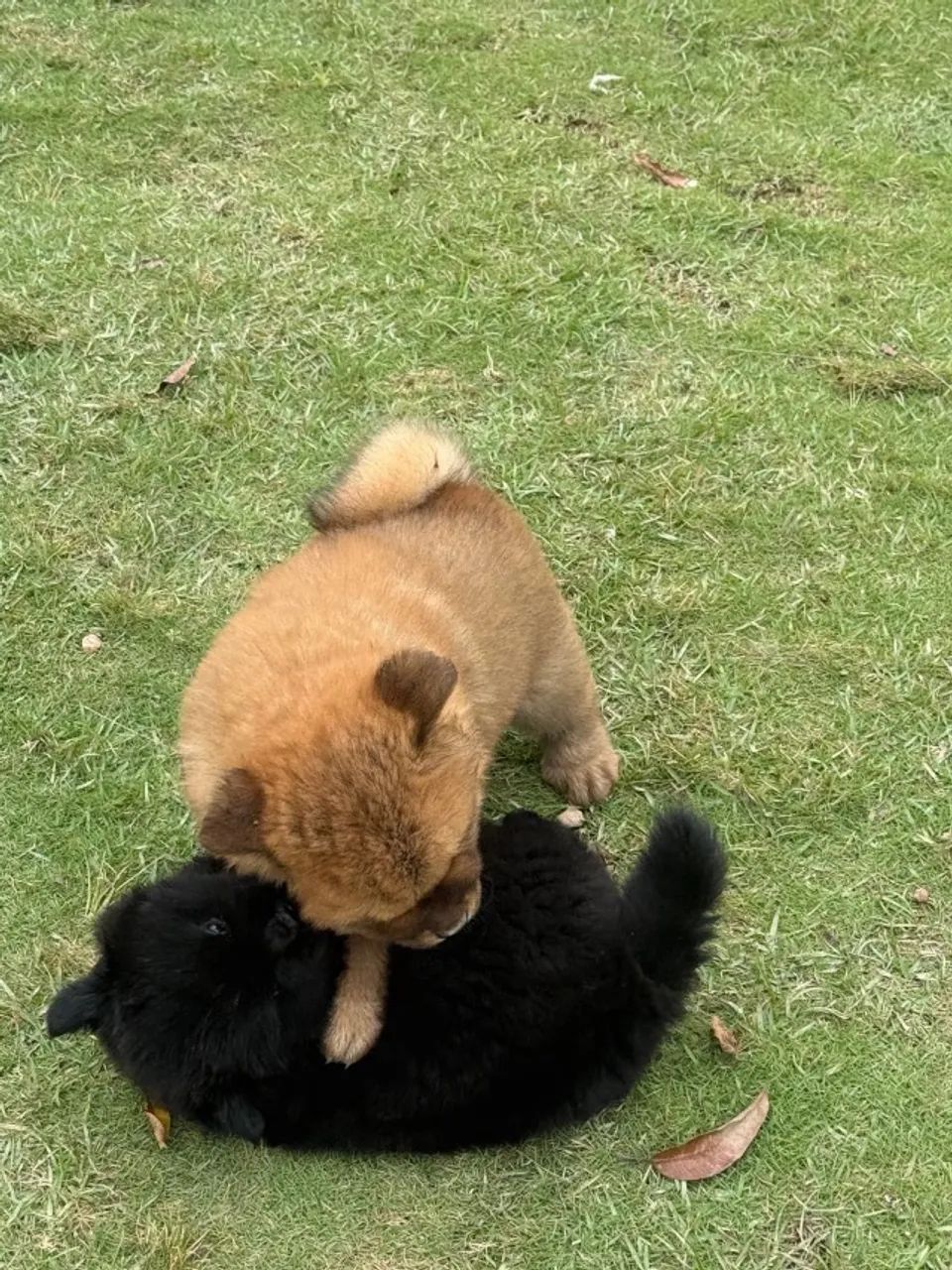 Cachorro chow chow - Foto 3