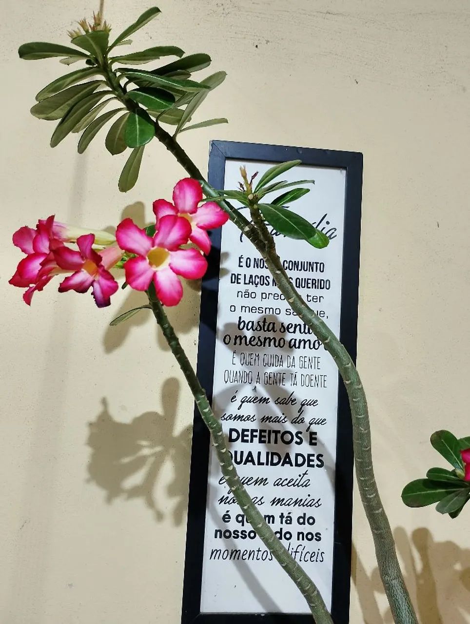 Rosa deserto - Foto 3