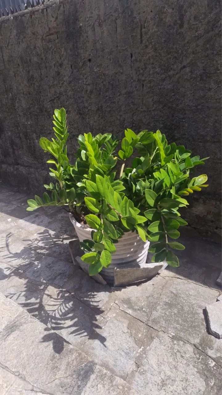 Zamiocuca
