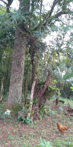Área Colônia Zacarias - Foto 10