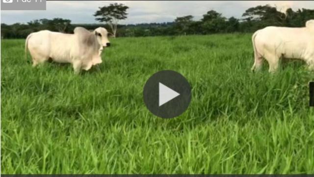 Sítio com estrutura de Fazenda - Foto 12