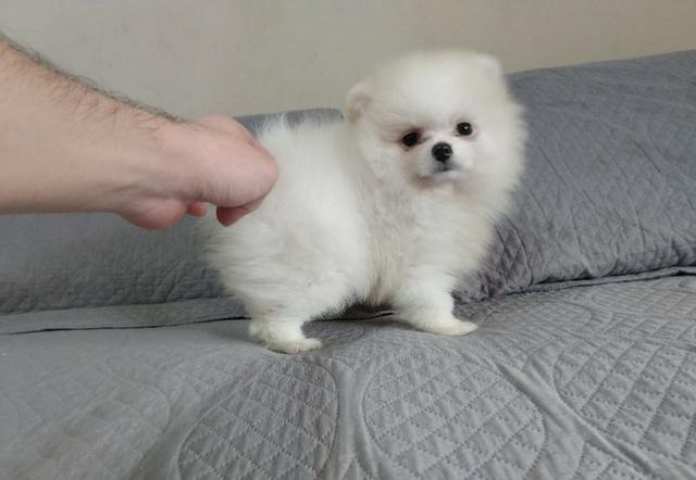 Spitz Poms macho creme excelente linhagem - Foto 2