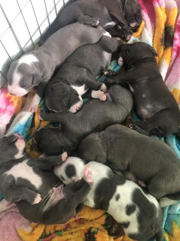 Filhotes american Staffordshire Terrier