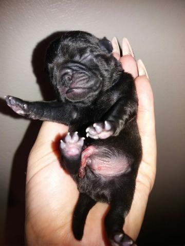 Belíssimos filhotes de Pug a venda. - Foto 5