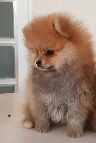 Spitz alemão fêmea - Foto 4