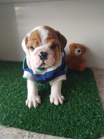 Buldogue inglês macho