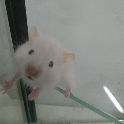 Hamster Sírio de pelúcia - Foto 3
