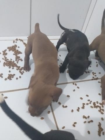 Filhote pit bull - Foto 2